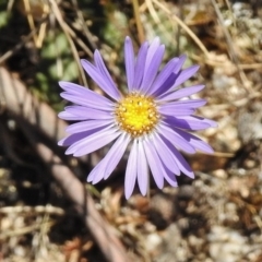 Brachyscome spathulata (Coarse Daisy, Spoon-leaved Daisy) at Rendezvous Creek, ACT - 22 Jan 2017 by JohnBundock