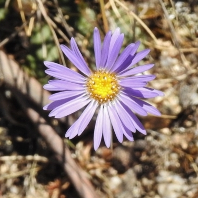 Brachyscome spathulata (Coarse Daisy, Spoon-leaved Daisy) at Rendezvous Creek, ACT - 22 Jan 2017 by JohnBundock