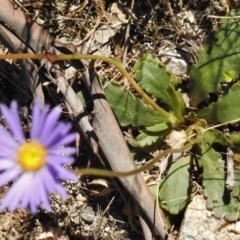 Brachyscome spathulata at Rendezvous Creek, ACT - 22 Jan 2017