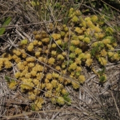 Scleranthus diander (Many-flowered Knawel) at Cooma, NSW - 21 Dec 2016 by pinnaCLE