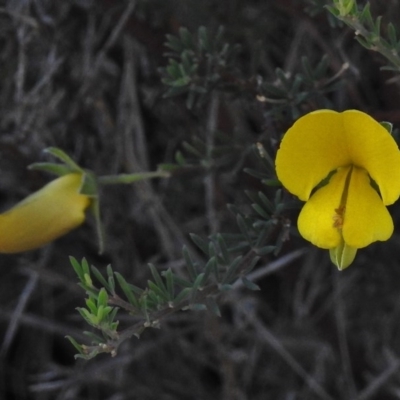 Gompholobium huegelii (pale wedge–pea) at Rendezvous Creek, ACT - 22 Jan 2017 by JohnBundock