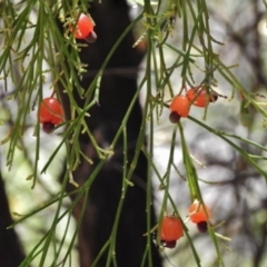 Exocarpos cupressiformis (Cherry Ballart) at Rendezvous Creek, ACT - 22 Jan 2017 by JohnBundock