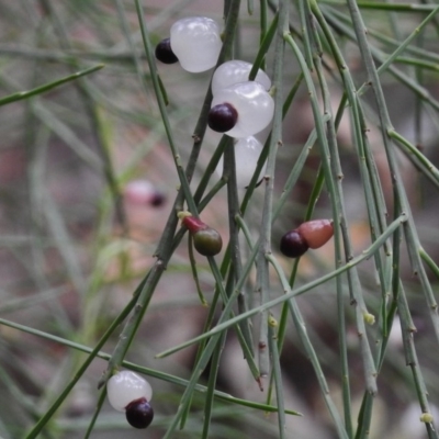 Exocarpos strictus (Dwarf Cherry) at Rendezvous Creek, ACT - 21 Jan 2017 by JohnBundock