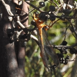 Nymphes myrmeleonoides at Rendezvous Creek, ACT - 22 Jan 2017 08:33 AM