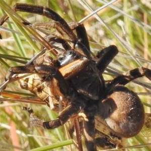 Tasmanicosa sp. (genus) at Rendezvous Creek, ACT - 22 Jan 2017