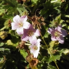 Geranium sp. (Geranium) at Booth, ACT - 21 Jan 2017 by JohnBundock