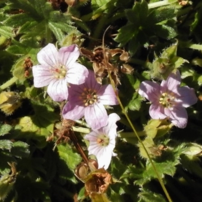 Geranium sp. (Geranium) at Booth, ACT - 21 Jan 2017 by JohnBundock