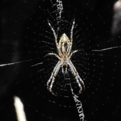 Argiope sp. (genus) (A St. Andrew's cross spider) at Booth, ACT - 21 Jan 2017 by JohnBundock