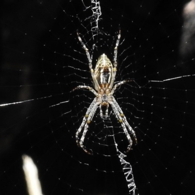 Argiope sp. (genus) (A St. Andrew's cross spider) at Booth, ACT - 22 Jan 2017 by JohnBundock