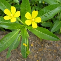 Ludwigia peploides subsp. montevidensis (Water Primrose) at Commonwealth & Kings Parks - 8 Jan 2017 by JanetRussell