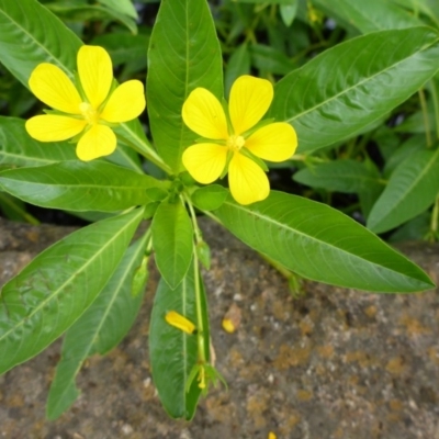 Ludwigia peploides subsp. montevidensis (Water Primrose) at Mount Ainslie to Black Mountain - 8 Jan 2017 by JanetRussell