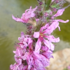 Lythrum salicaria (Purple Loosestrife) at Canberra, ACT - 17 Jan 2017 by JanetRussell