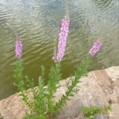 Lythrum salicaria at Canberra, ACT - 17 Jan 2017