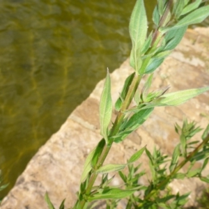 Lythrum salicaria at Canberra, ACT - 17 Jan 2017 04:02 PM