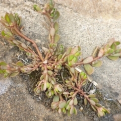 Portulaca oleracea (Pigweed, Purslane) at Mount Ainslie to Black Mountain - 17 Jan 2017 by JanetRussell