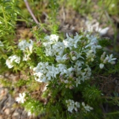 Asperula conferta (Common Woodruff) at Molonglo Valley, ACT - 12 Oct 2016 by JanetRussell