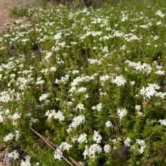 Asperula conferta at Molonglo Valley, ACT - 13 Oct 2016