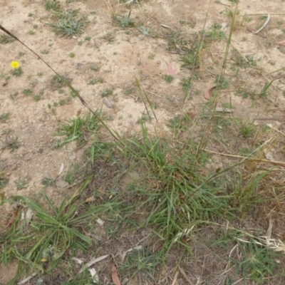 Bothriochloa macra (Red Grass, Red-leg Grass) at Molonglo Valley, ACT - 7 Dec 2015 by JanetRussell