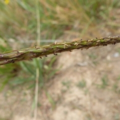 Bothriochloa macra at Molonglo Valley, ACT - 8 Dec 2015