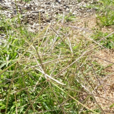 Chloris truncata (Windmill Grass) at Molonglo Valley, ACT - 3 Jan 2017 by JanetRussell