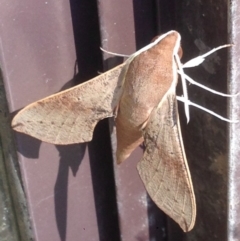 Hippotion scrofa (Coprosma Hawk Moth) at Burra, NSW - 23 Jan 2017 by Safarigirl