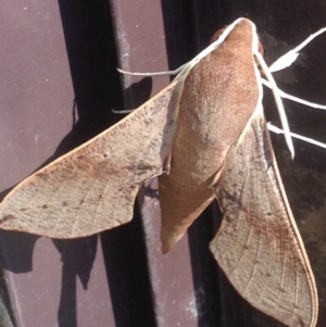 Hippotion scrofa at Burra, NSW - 23 Jan 2017 06:47 AM