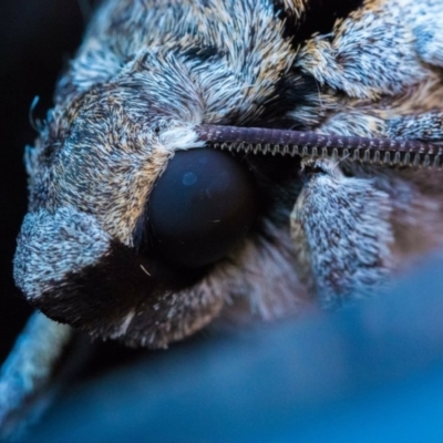 Psilogramma (genus) (A Psilogramma moth) at Gordon, ACT - 20 Jan 2017 by Photos_By_Cowz