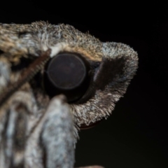 Psilogramma (genus) at Gordon, ACT - 21 Jan 2017