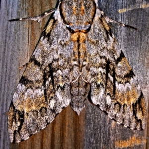 Psilogramma (genus) at Gordon, ACT - 21 Jan 2017