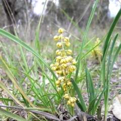 Lomandra filiformis (Wattle Mat-rush) at Kambah, ACT - 2 Nov 2009 by MatthewFrawley