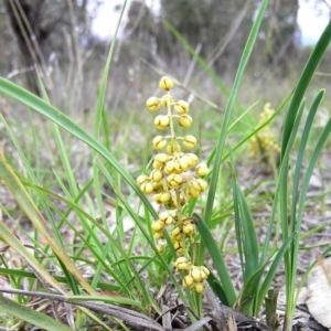 Lomandra filiformis at Kambah, ACT - 3 Nov 2009