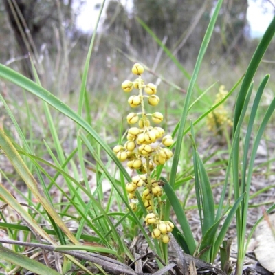 Lomandra filiformis (Wattle Mat-rush) at Kambah, ACT - 2 Nov 2009 by MatthewFrawley