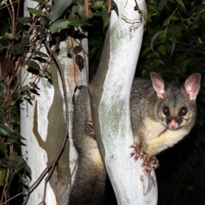 Trichosurus vulpecula (Common Brushtail Possum) at Higgins, ACT - 7 May 2015 by AlisonMilton