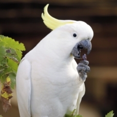 Cacatua galerita (Sulphur-crested Cockatoo) at Higgins, ACT - 19 Mar 2016 by AlisonMilton