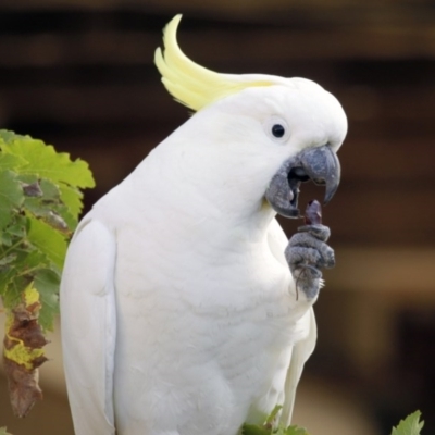 Cacatua galerita (Sulphur-crested Cockatoo) at Higgins, ACT - 19 Mar 2016 by Alison Milton