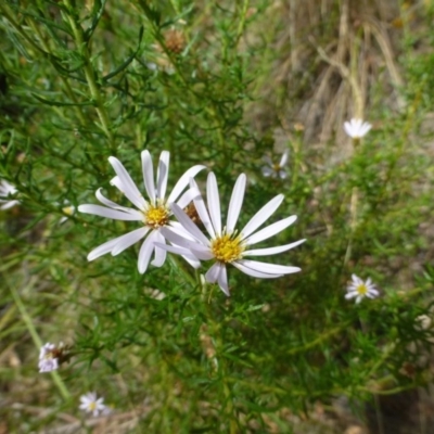 Olearia tenuifolia (Narrow-leaved Daisybush) at Acton, ACT - 22 Jan 2017 by RWPurdie