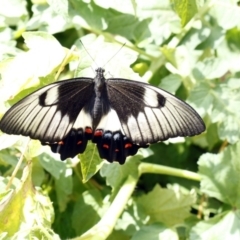 Papilio aegeus (Orchard Swallowtail, Large Citrus Butterfly) at Higgins, ACT - 30 Jan 2016 by AlisonMilton