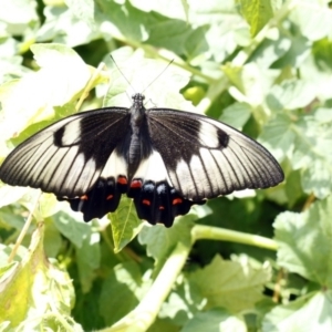 Papilio aegeus at Higgins, ACT - 30 Jan 2016 03:59 PM