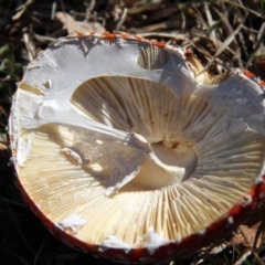 Amanita muscaria (Fly Agaric) at Parkes, ACT - 11 Jun 2016 by Alison Milton