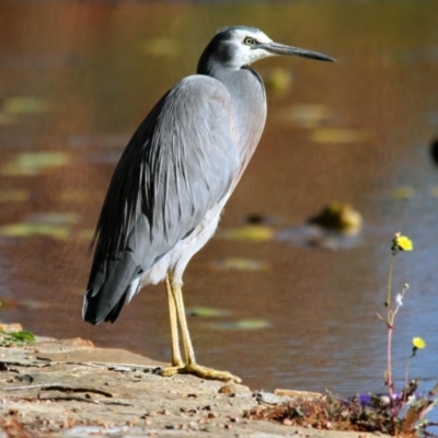 Egretta novaehollandiae (White-faced Heron) at Canberra, ACT - 11 Jun 2016 by Alison Milton