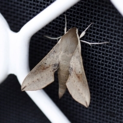 Hippotion scrofa (Coprosma Hawk Moth) at Higgins, ACT - 1 Nov 2013 by Alison Milton