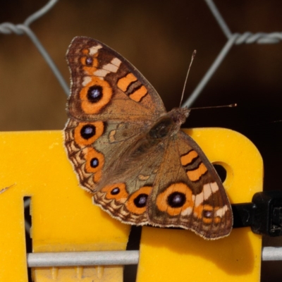 Junonia villida (Meadow Argus) at Gungahlin, ACT - 23 Jan 2017 by CedricBear