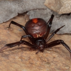 Latrodectus hasselti (Redback Spider) at Gungahlin, ACT - 22 Jan 2017 by CedricBear