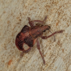 Gonipterus pulverulentus (Eucalyptus weevil) at Gungahlin, ACT - 22 Jan 2017 by CedricBear