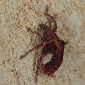 Gonipterus pulverulentus at Gungahlin, ACT - 23 Jan 2017