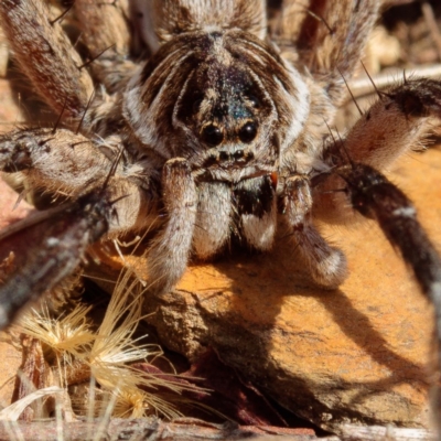 Tasmanicosa sp. (genus) (Tasmanicosa wolf spider) at Gungahlin, ACT - 23 Jan 2017 by CedricBear