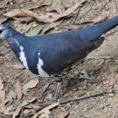 Leucosarcia melanoleuca (Wonga Pigeon) at Paddys River, ACT - 23 Jan 2017 by JohnBundock