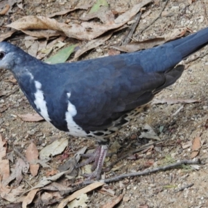 Leucosarcia melanoleuca at Paddys River, ACT - 23 Jan 2017