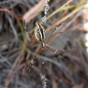 Argiope protensa at Cook, ACT - 19 Jan 2017