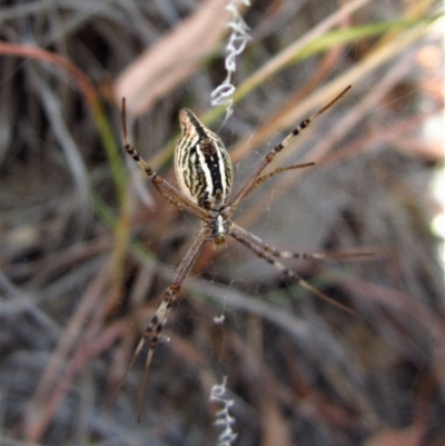 Argiope protensa (Long-tailed Argiope) at Cook, ACT - 19 Jan 2017 by CathB